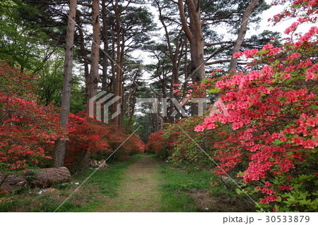 赤城神社松並木とヤマツツジ 赤城神社松並木とヤマツツジ 30533879