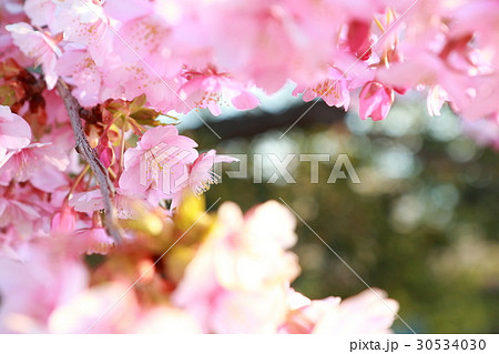 桜 さくら サクラ 30534030