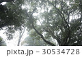 霧の森 30534728