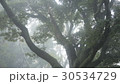 霧の森 30534729