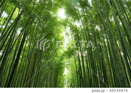 京都 嵯峨嵐山の竹林の写真素材