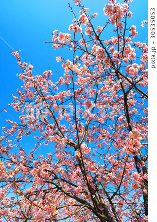 埼玉県川口市の元郷駅近くの寒桜 埼玉県川口市の元郷駅近くの寒桜 30535053