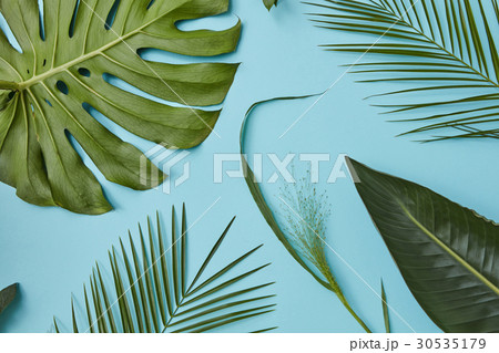 Composition from leaves 30535179
