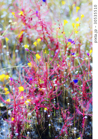 Drosera indica with wet blackground Drosera indica with wet blackground 30535510