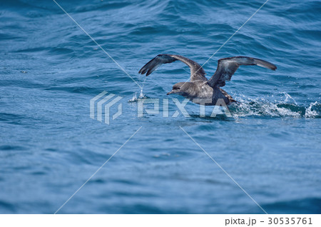 海面から飛び立つミズナギドリ 30535761