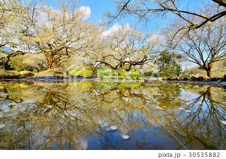 うめ 春告草 ソシンロウバイ 30535882