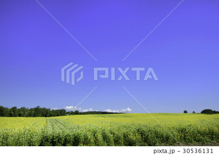 丘の風景　菜の花畑　キカラシ　南富良野 30536131