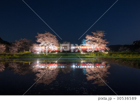 小湊鉄道 飯給駅 桜ライトアップ 小湊鉄道 飯給駅 桜ライトアップ 30536589