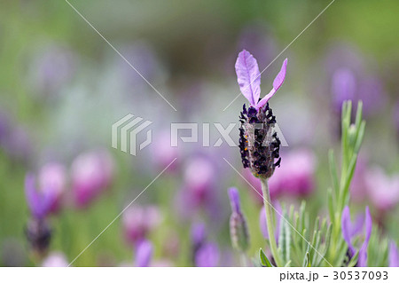 フレンチラベンダー 30537093