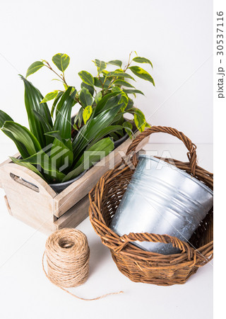 Home green plants in wooden box 30537116
