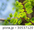 メタセコイアの葉 30537120