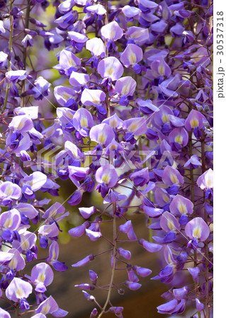 藤の花 30537318
