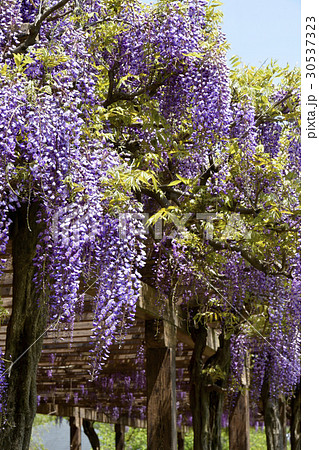 藤の花 30537323