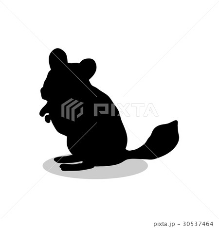 Chinchilla pet rodent black silhouette animal	 30537464