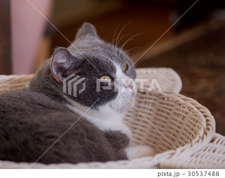 バスケットに入った白黒のブリティッシュショートヘア猫 30537488