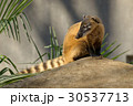 アカハナグマ 1 30537713
