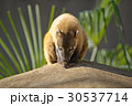 アカハナグマ 2 30537714