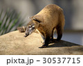 アカハナグマ 3 30537715
