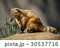 アカハナグマ 4 30537716