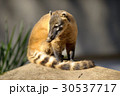 アカハナグマ 5 30537717