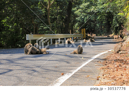 世界自然遺産登録地域　西部林道の屋久猿の集団 30537776