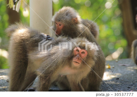 世界自然遺産登録地域　西部林道の屋久猿 30537777