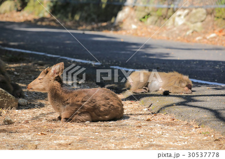 世界自然遺産登録地域　西部林道の屋久鹿 30537778