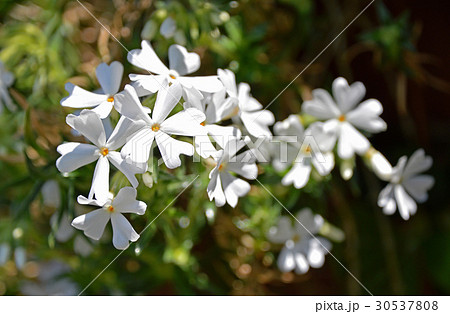 シバザクラ(芝桜) シバザクラ(芝桜) 30537808