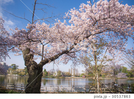 桜、さくら、サクラ、満開、公園の桜、青空、快晴、春 30537863