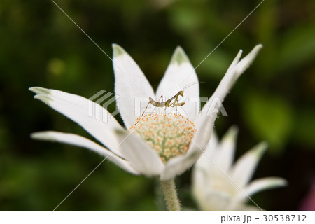 フランネルフラワー 花 蟷螂 カマキリ 赤ちゃんの写真素材