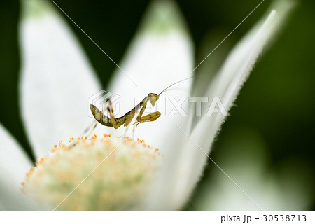 フランネルフラワー 花 蟷螂 カマキリ 赤ちゃん マクロの写真素材