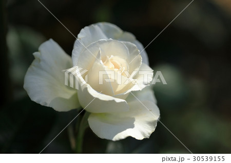 白いバラの花 30539155