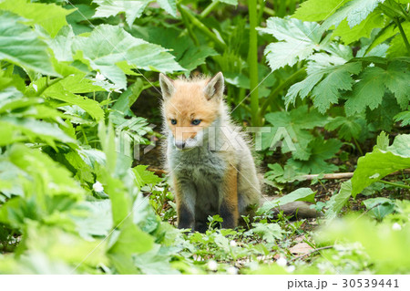 キタキツネの赤ちゃん 30539441