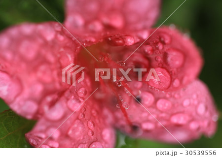 雨に濡れたツツジの花 アップ 雨に濡れたツツジの花 アップ 30539556