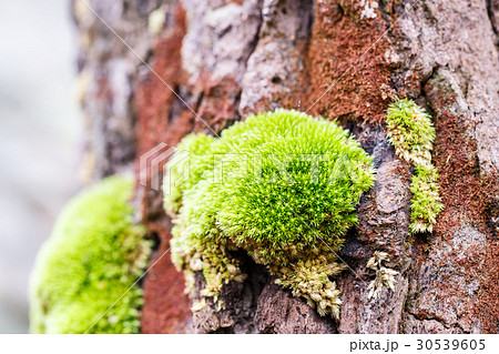 green mos on the tree 30539605