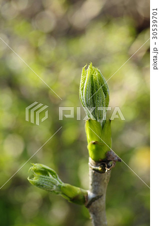 白木の芽（コシアブラ） 30539701