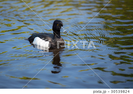 カモ、白黒のカモ、鴨、池、泳ぐ鴨、鳥 30539824
