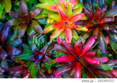 Aechmea fasciata kind of local Brazil Plants  30540355