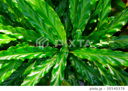 Green leaf texture, pattern leaves on dark  30540376