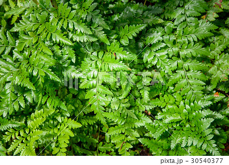 great green bush of fern with light and dark tone great green bush of fern with light and dark tone 30540377