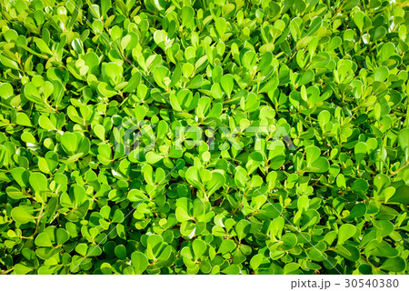 Green leaf texture, pattern leaves on dark tone Green leaf texture, pattern leaves on dark tone 30540380