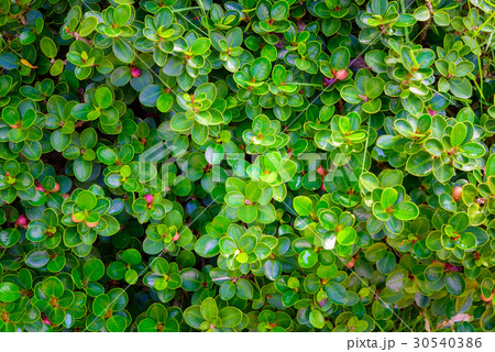 Green leaf texture, pattern leaves on dark tone Green leaf texture, pattern leaves on dark tone 30540386