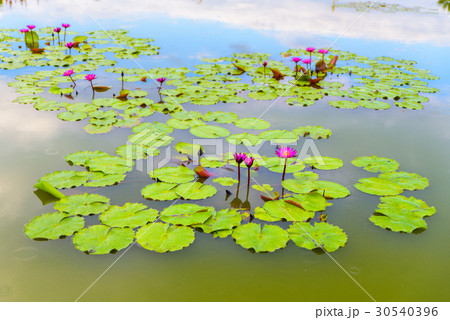 Beautiful pink lotus and leaves waterlilies 30540396