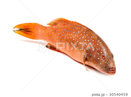 coral trout fish isolated on white background coral trout fish isolated on white background 30540459