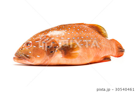 coral trout fish isolated on white background coral trout fish isolated on white background 30540461