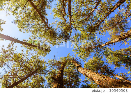 Canopy Of Tall Pine Trees. Upper view Branches  30540508