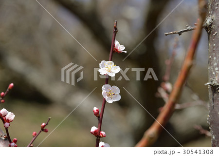 梅の花 梅の花 30541308
