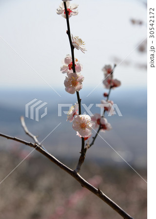 梅の花 梅の花 30542172