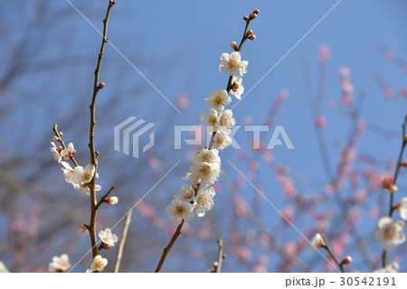 梅の花 梅の花 30542191