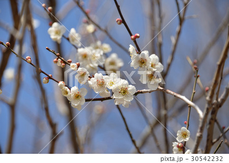 梅の花 梅の花 30542232